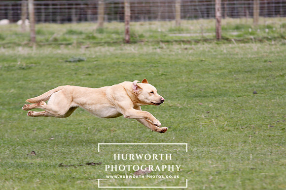 Gundog Photography 154