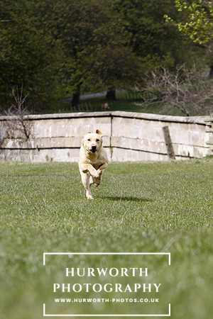Gundog Photography 155