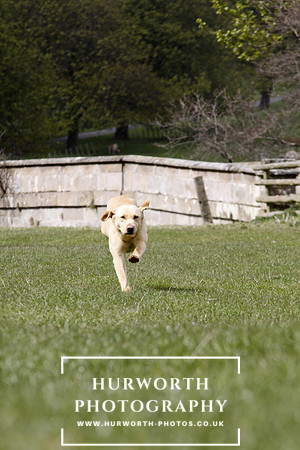 Gundog Photography 156