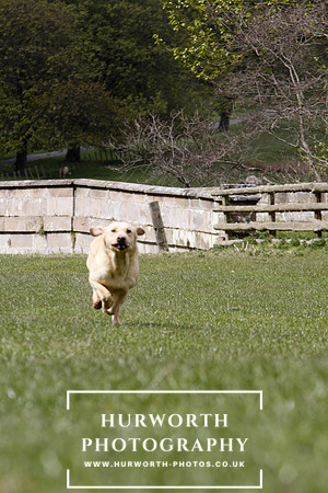 Gundog Photography 157