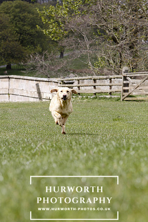 Gundog Photography 158