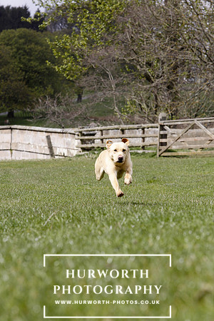 Gundog Photography 159