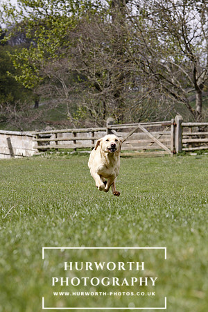 Gundog Photography 160