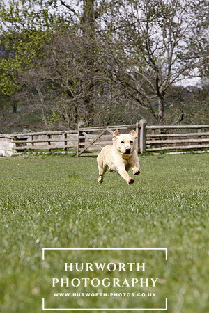 Gundog Photography 161