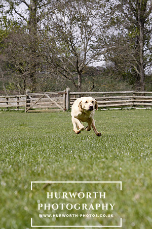 Gundog Photography 162