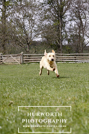 Gundog Photography 163