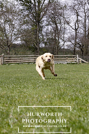 Gundog Photography 164