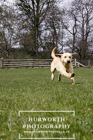 Gundog Photography 165