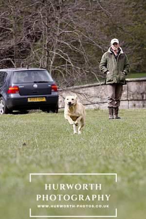 Gundog Photography 166