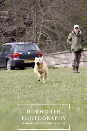 Gundog Photography 167