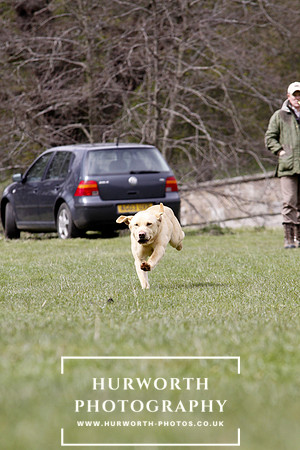 Gundog Photography 168