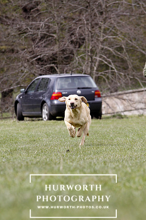 Gundog Photography 169