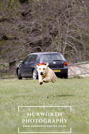 Gundog Photography 170