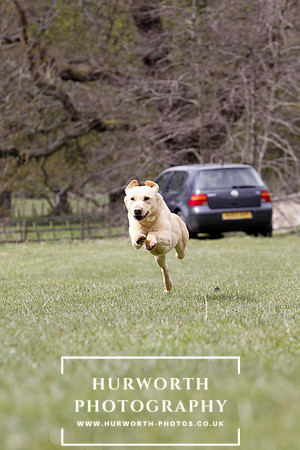 Gundog Photography 171