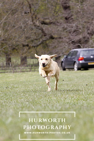 Gundog Photography 172