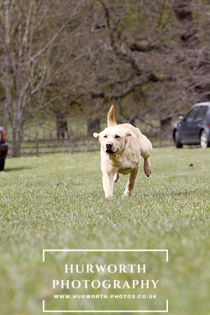 Gundog Photography 173