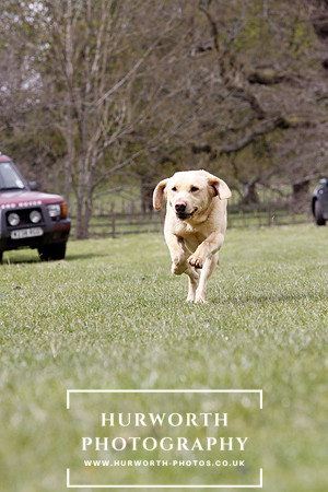 Gundog Photography 174