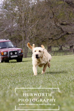Gundog Photography 175