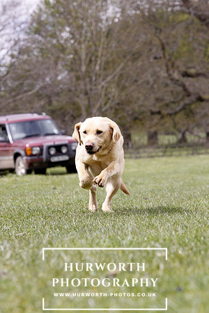 Gundog Photography 176