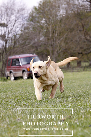 Gundog Photography 177