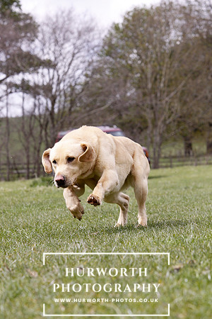 Gundog Photography 178