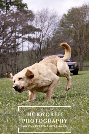 Gundog Photography 179