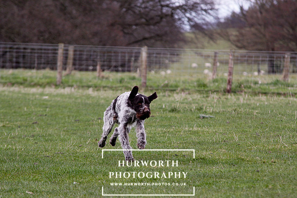Gundog Photography 180