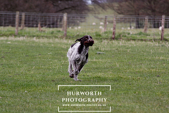Gundog Photography 181