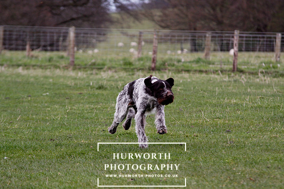Gundog Photography 182