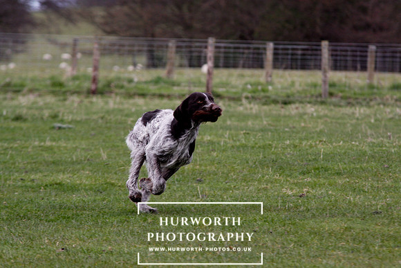Gundog Photography 183