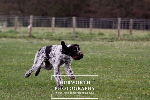 Gundog Photography 184