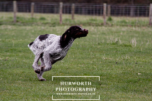 Gundog Photography 185
