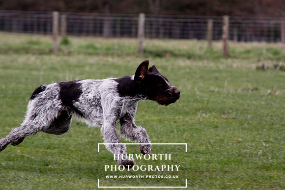 Gundog Photography 186