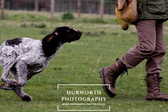 Gundog Photography 187