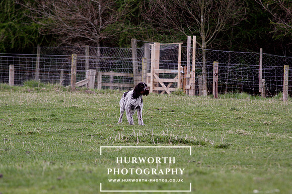 Gundog Photography 188