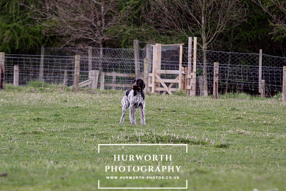 Gundog Photography 189