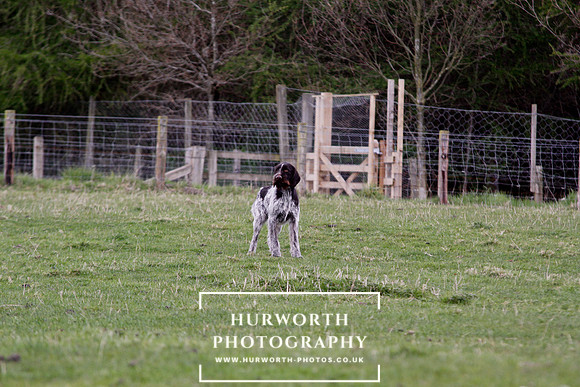 Gundog Photography 190