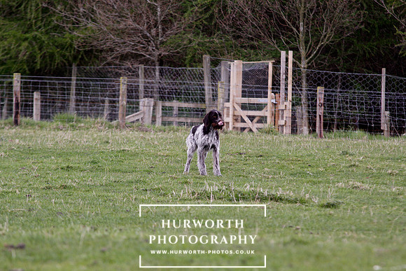 Gundog Photography 191
