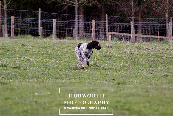 Gundog Photography 192