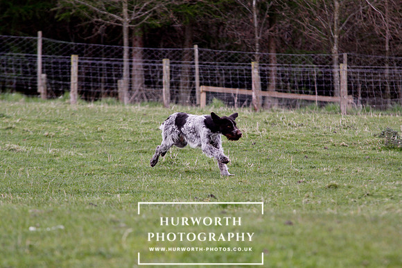 Gundog Photography 193