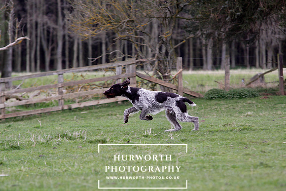 Gundog Photography 197