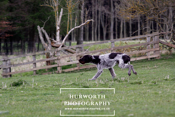 Gundog Photography 198