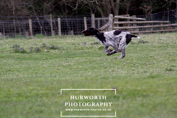 Gundog Photography 199