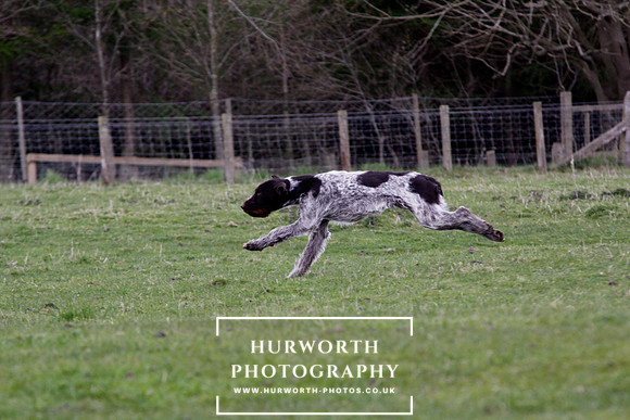 Gundog Photography 200
