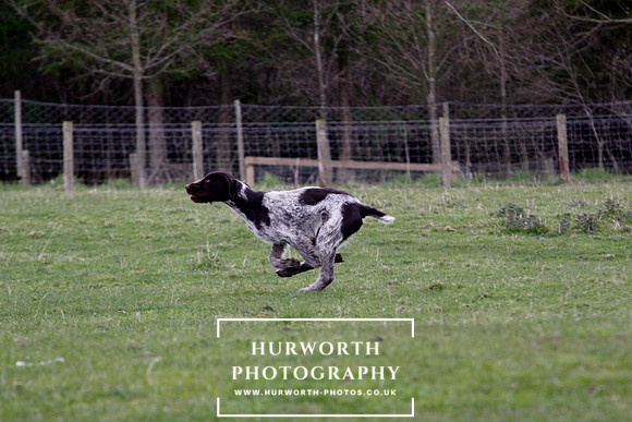 Gundog Photography 201