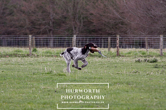 Gundog Photography 202