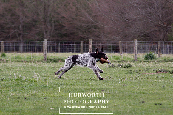 Gundog Photography 203