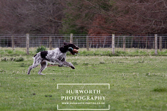 Gundog Photography 204