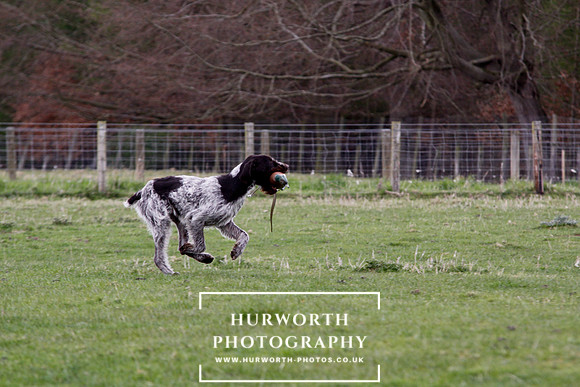 Gundog Photography 205