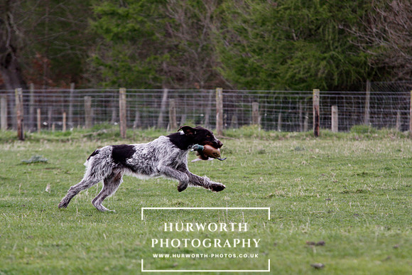Gundog Photography 206
